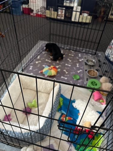 Customer photo review of SniffPad Almohadilla con Feromonas para Perros