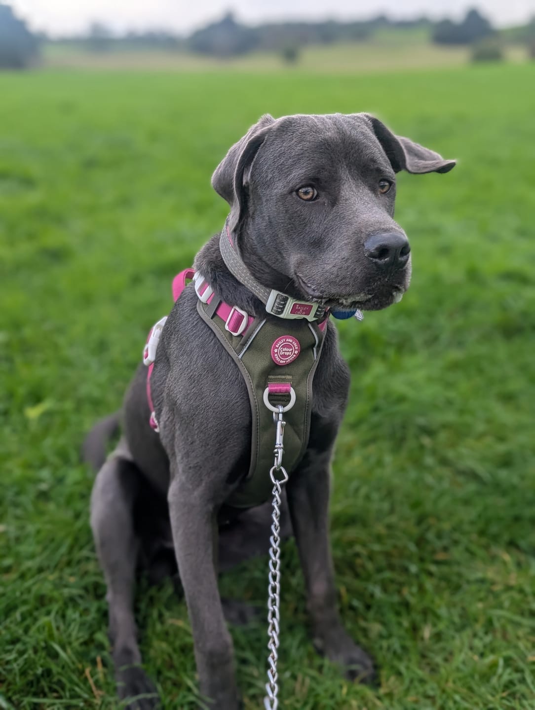 Customer photo review of Trail & Glow Dog Harness - COLOUR DROPS® - Olive it Hot