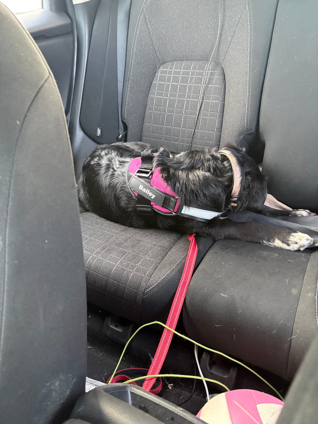 Customer photo review of Dogshood ™ No Pull Harness