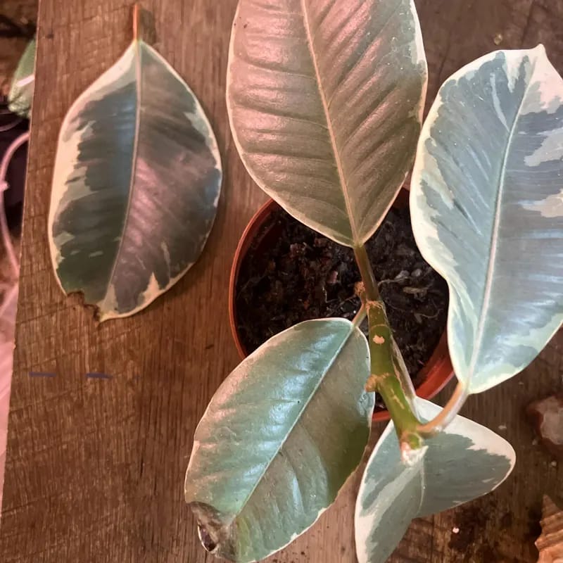 Customer photo review of Ficus Tineke in a 4" Pot - Variegated Rubber Plant - Ficus Elastica Tineke - Indoor Houseplant - Easy Care Live Plant