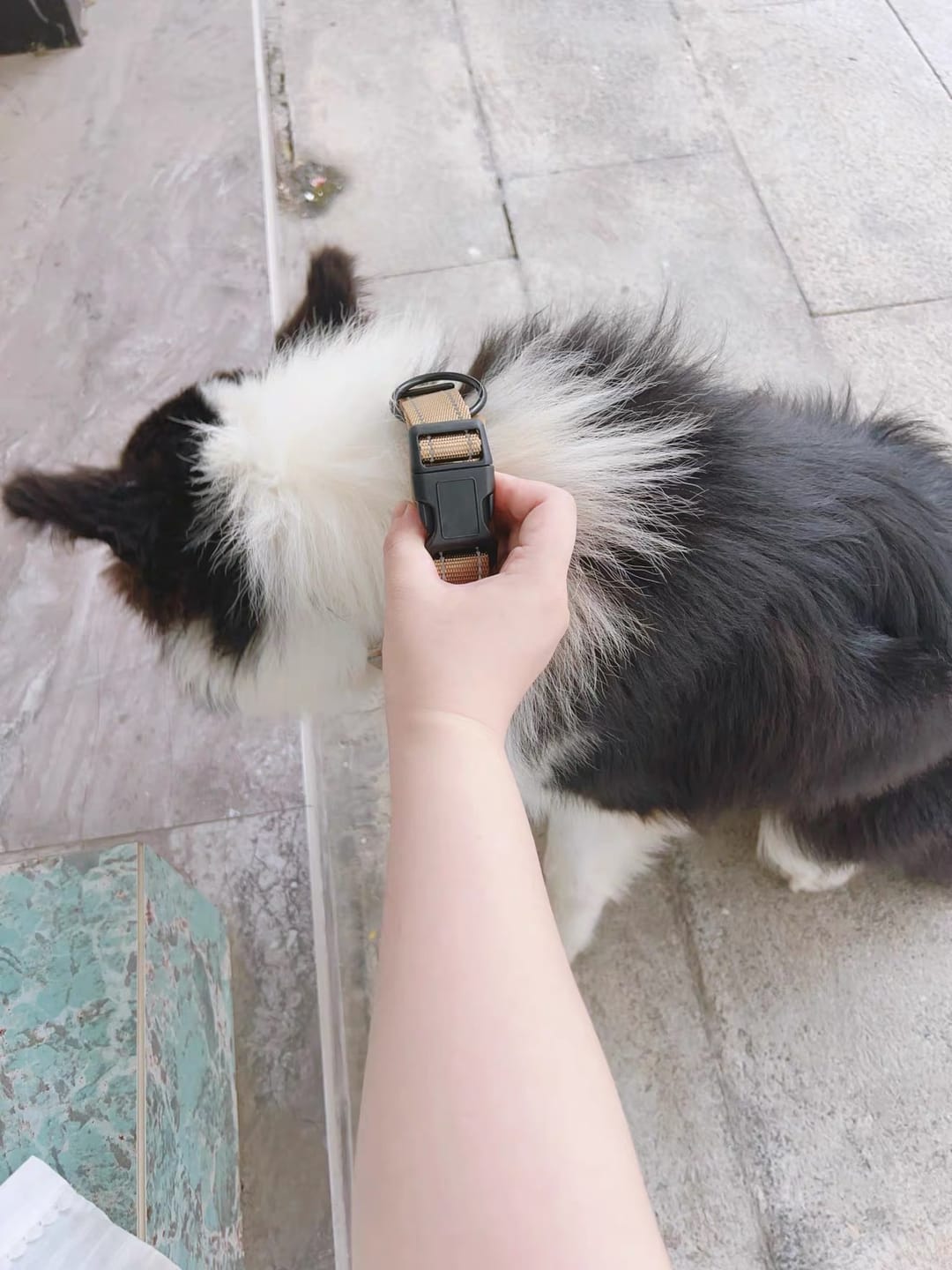 Customer photo review of Pawtique TraceTag™ Reflective Smart Finder Collar