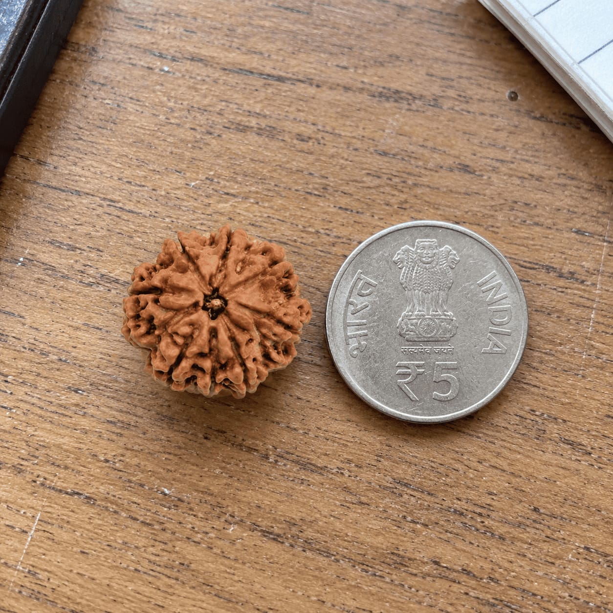 Customer photo review of 9 Mukhi Rudraksha (Nepali)