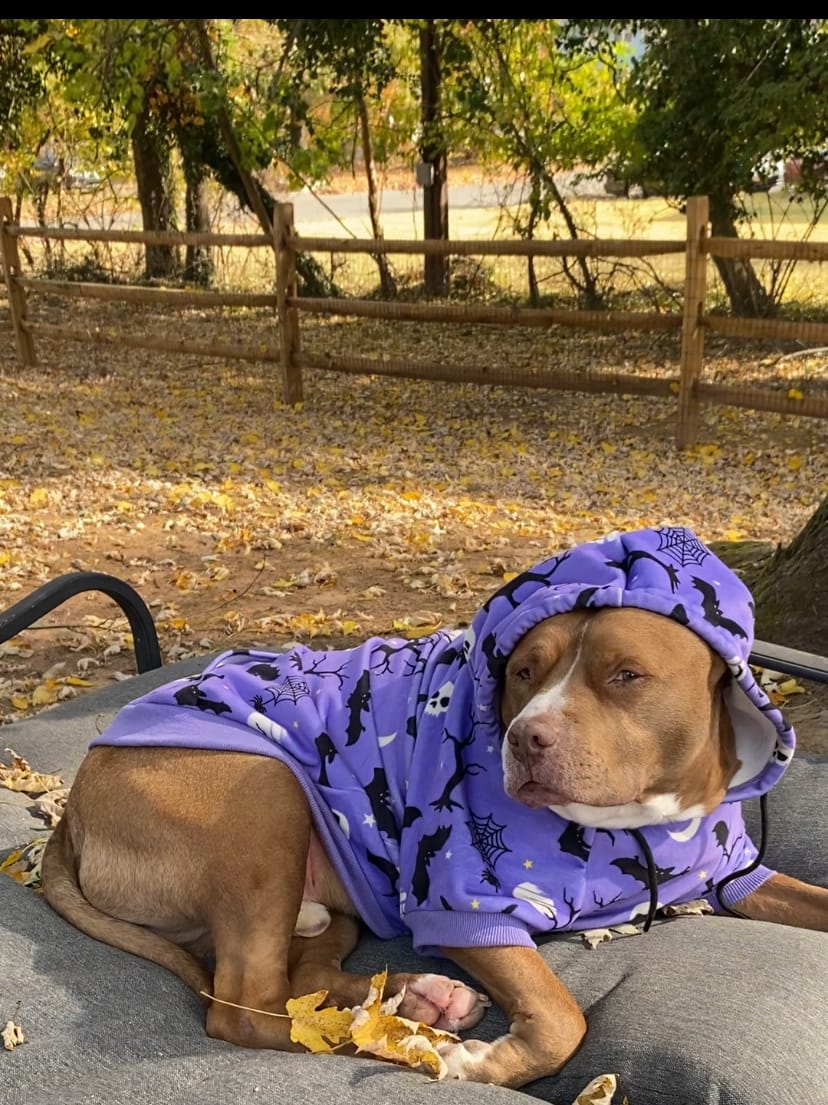 Customer photo review of Halloween Dog Hoodie - Purple