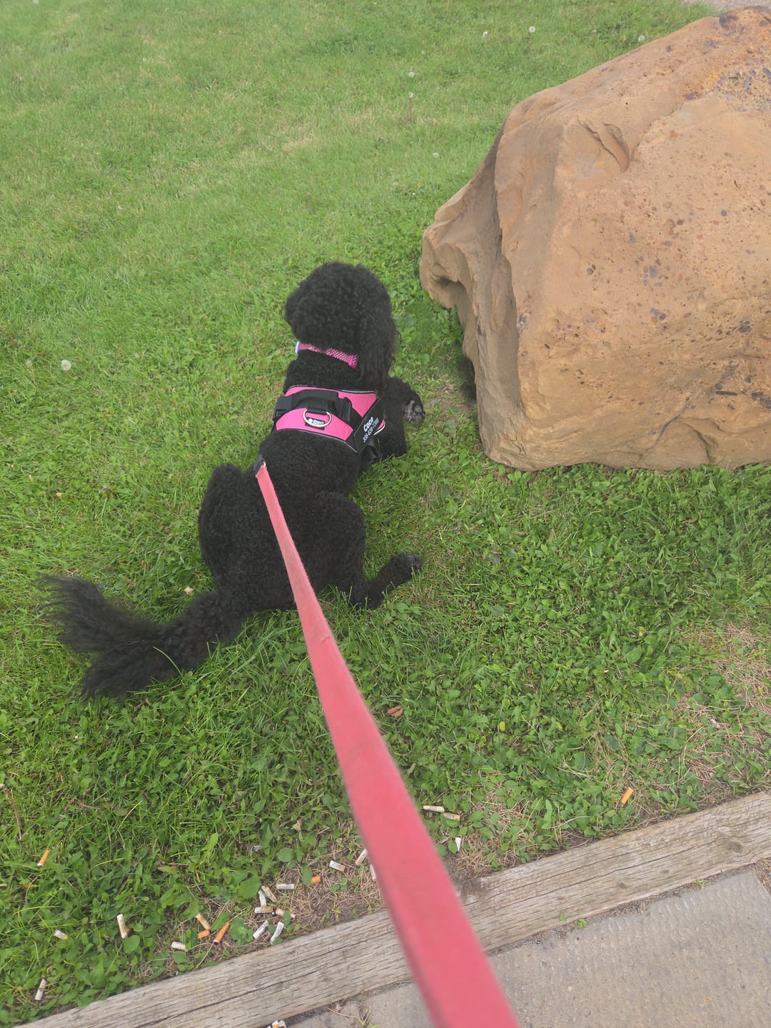 Customer photo review of Dogshood ™ No Pull Harness