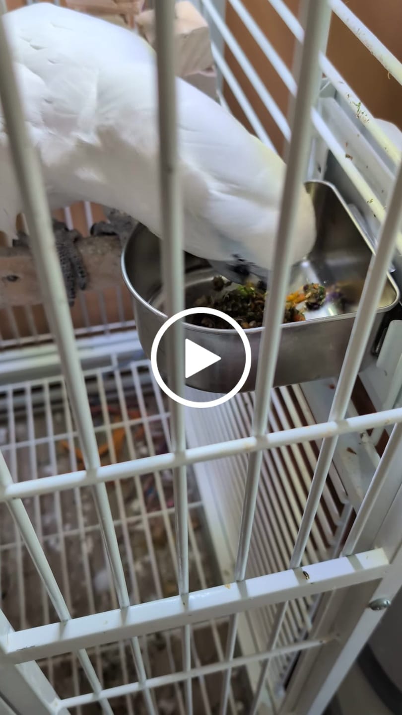 Customer video review of Freeze Dried Bird Chop – Healthy Daily Food for Parakeets, Cockatiels & Parrots