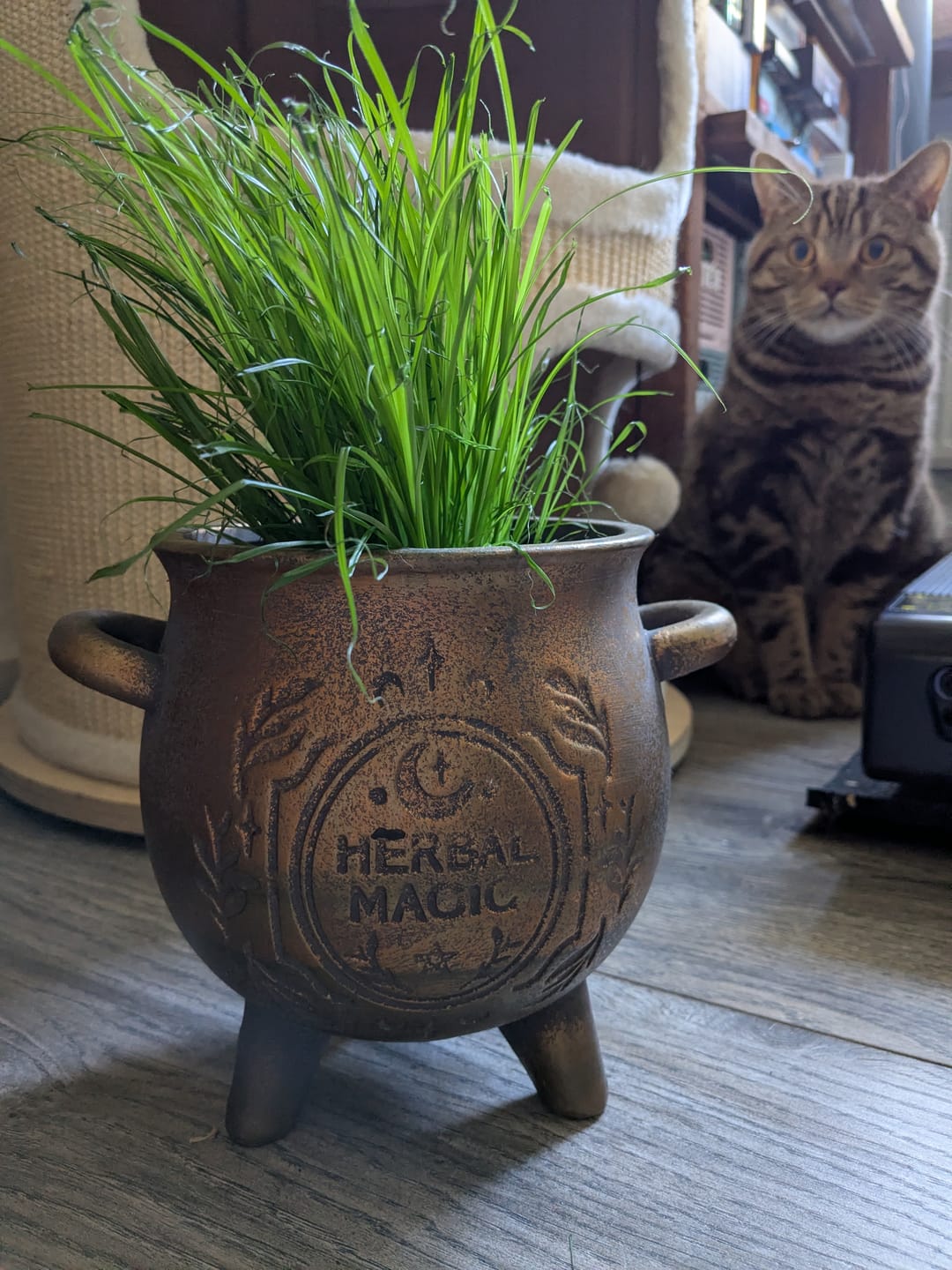Customer photo review of Herbal Magic Kessel-Blumentopf – Terrakotta Pflanzenkessel in Bronzeoptik