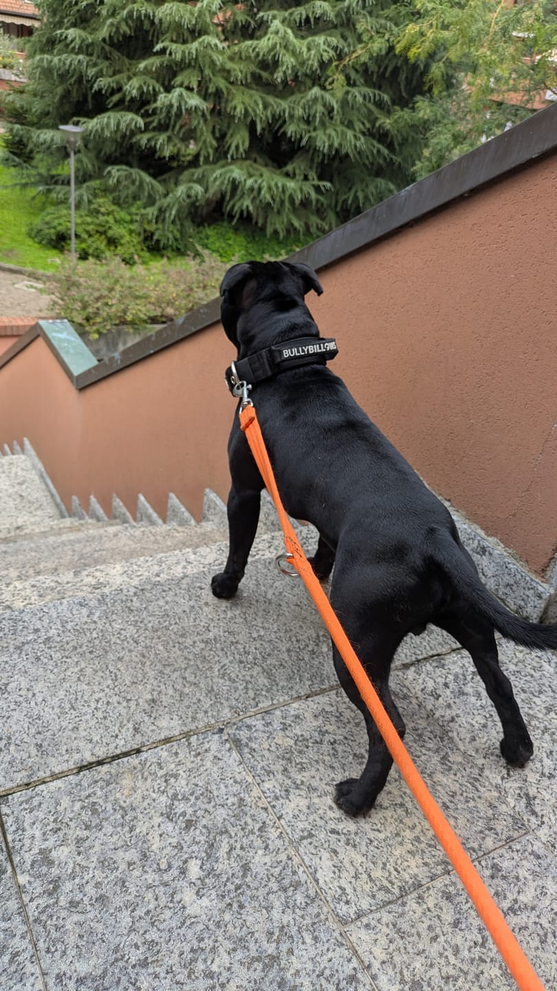 Customer photo review of 4cm Pin Buckle Collar | With Handle - Black