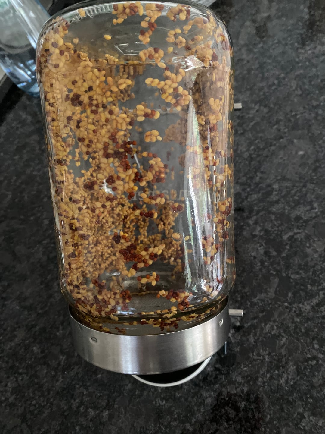 Customer photo review of Keimglas 1700ml The Way We Grow™ aus Glas mit Ständer Biosprosser