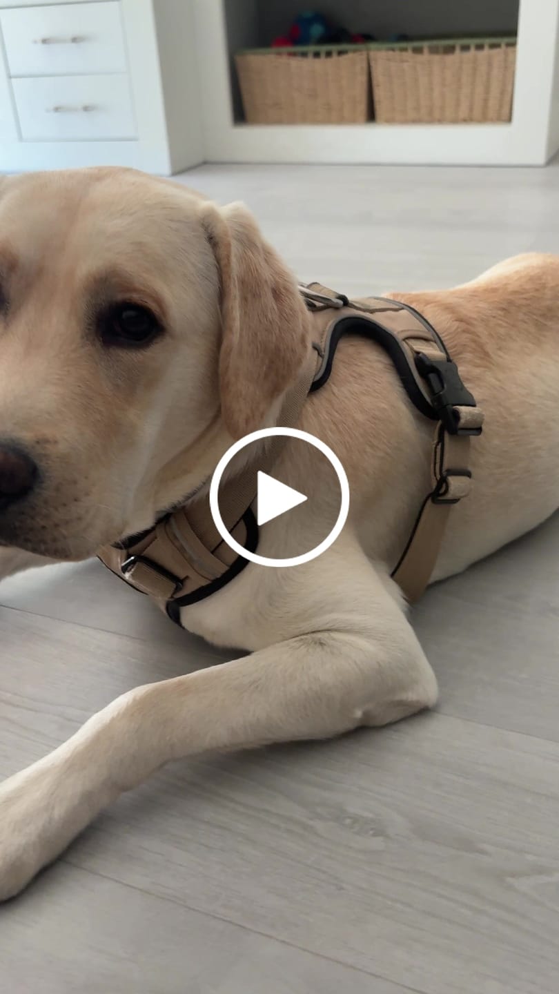 Customer video review of Comfort Premium Harness | Non Restrictive - Tan
