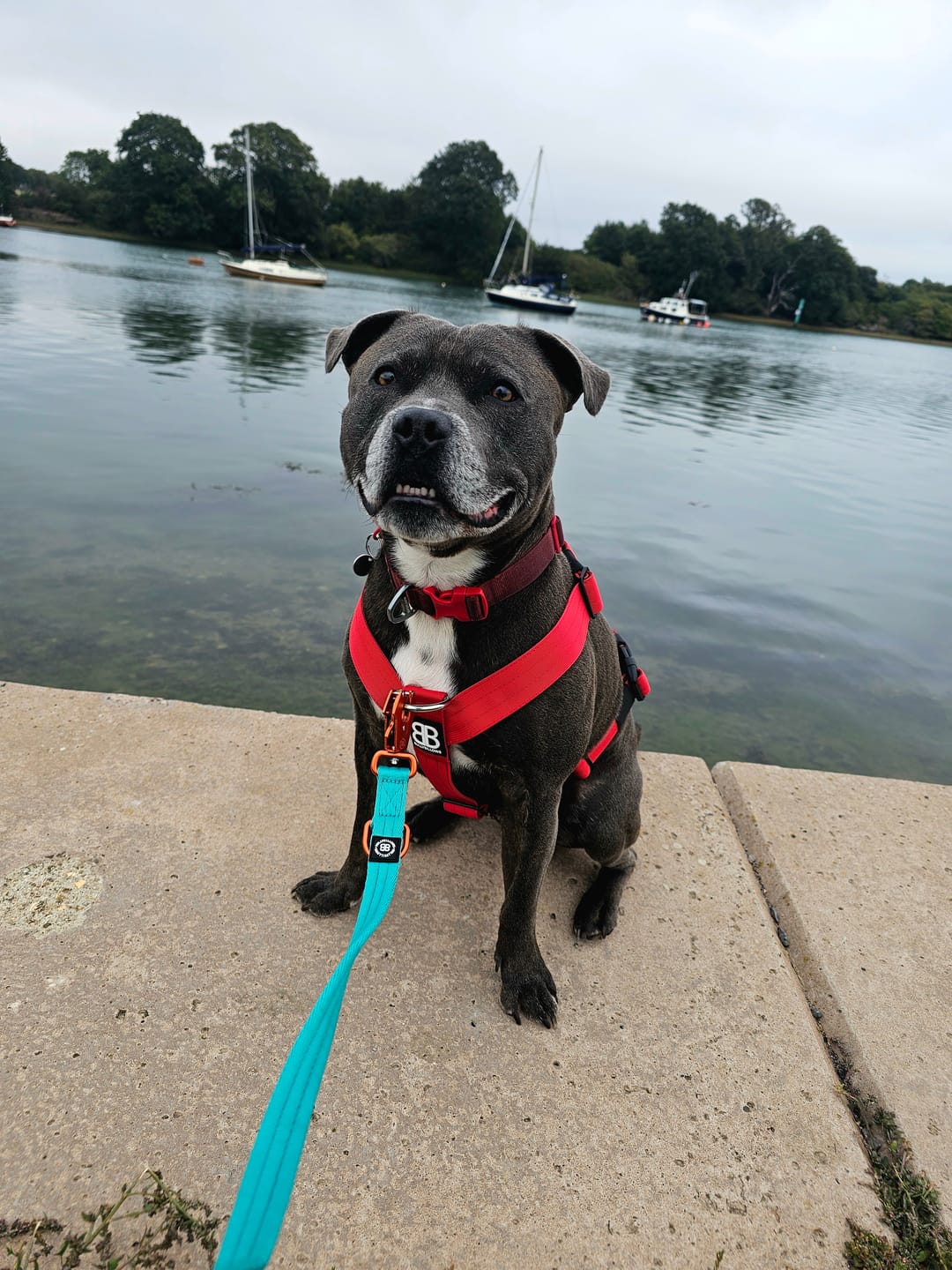 Customer photo review of Anti-Pull TRI-Harness® | Training Dog Harness for All Breeds - Red