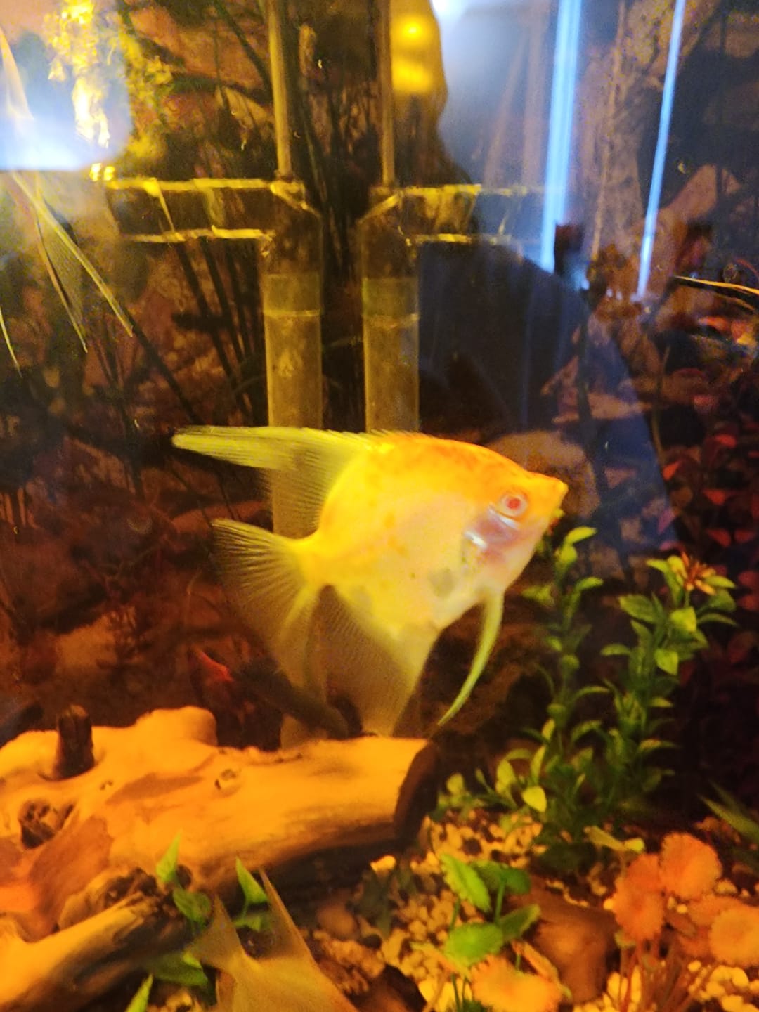 Customer photo review of Koi Albino Red Cap Angelfish