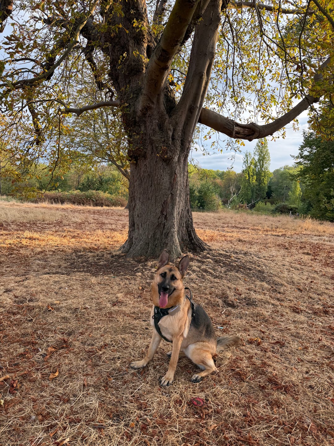 Customer photo review of Trail & Glow Tweed Dog Harness - Forest Tweed