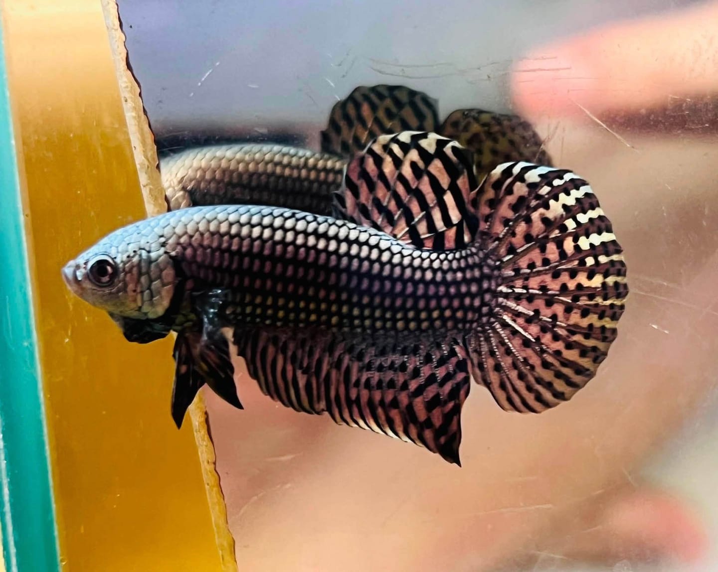 Customer photo review of Wild Alien Copper Male Betta Fish
