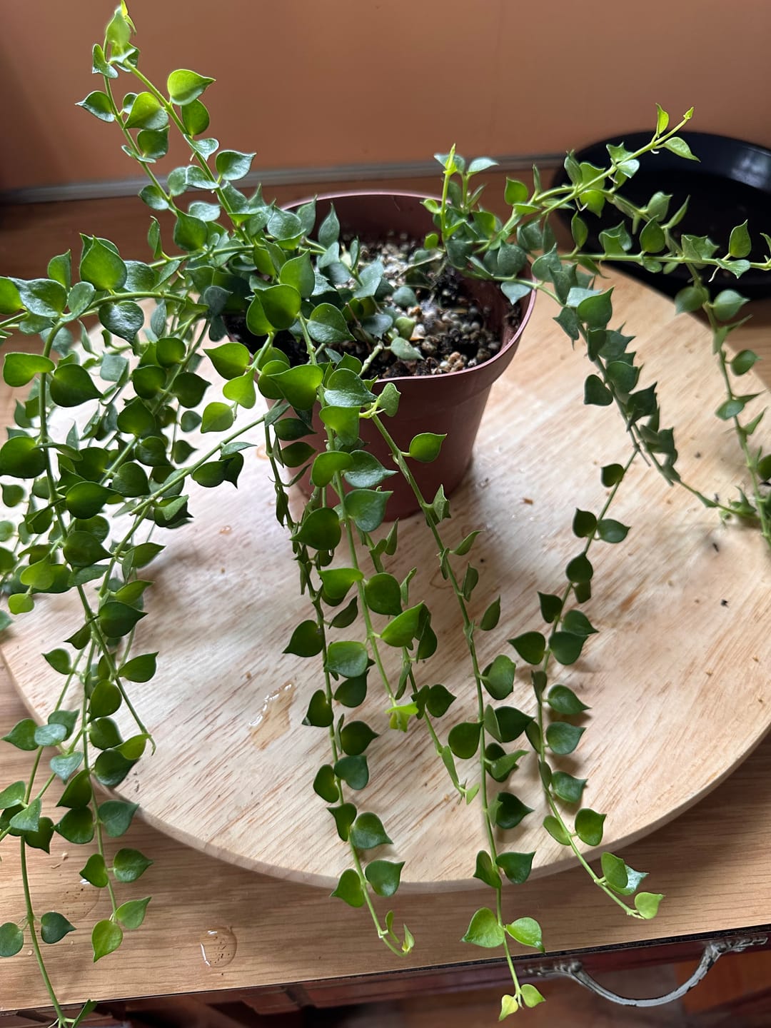 Customer photo review of Dischidia ruscifolia "Million Hearts"
