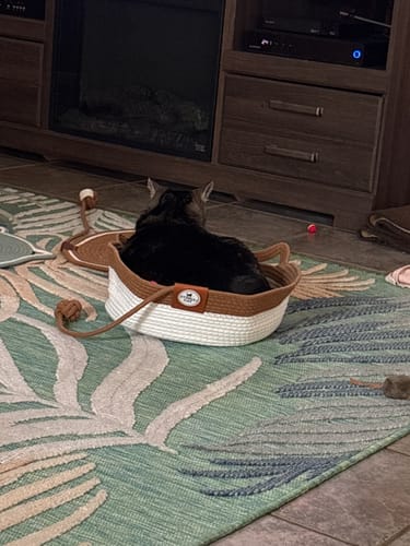 Customer's cat resting in a white and brown Instinct Basket on a green patterned rug in a home setting.