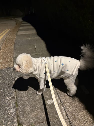 Customer's cream knit Cinzia x By Teddy Blueberry Roll Neck jumper on a small dog during an evening walk.