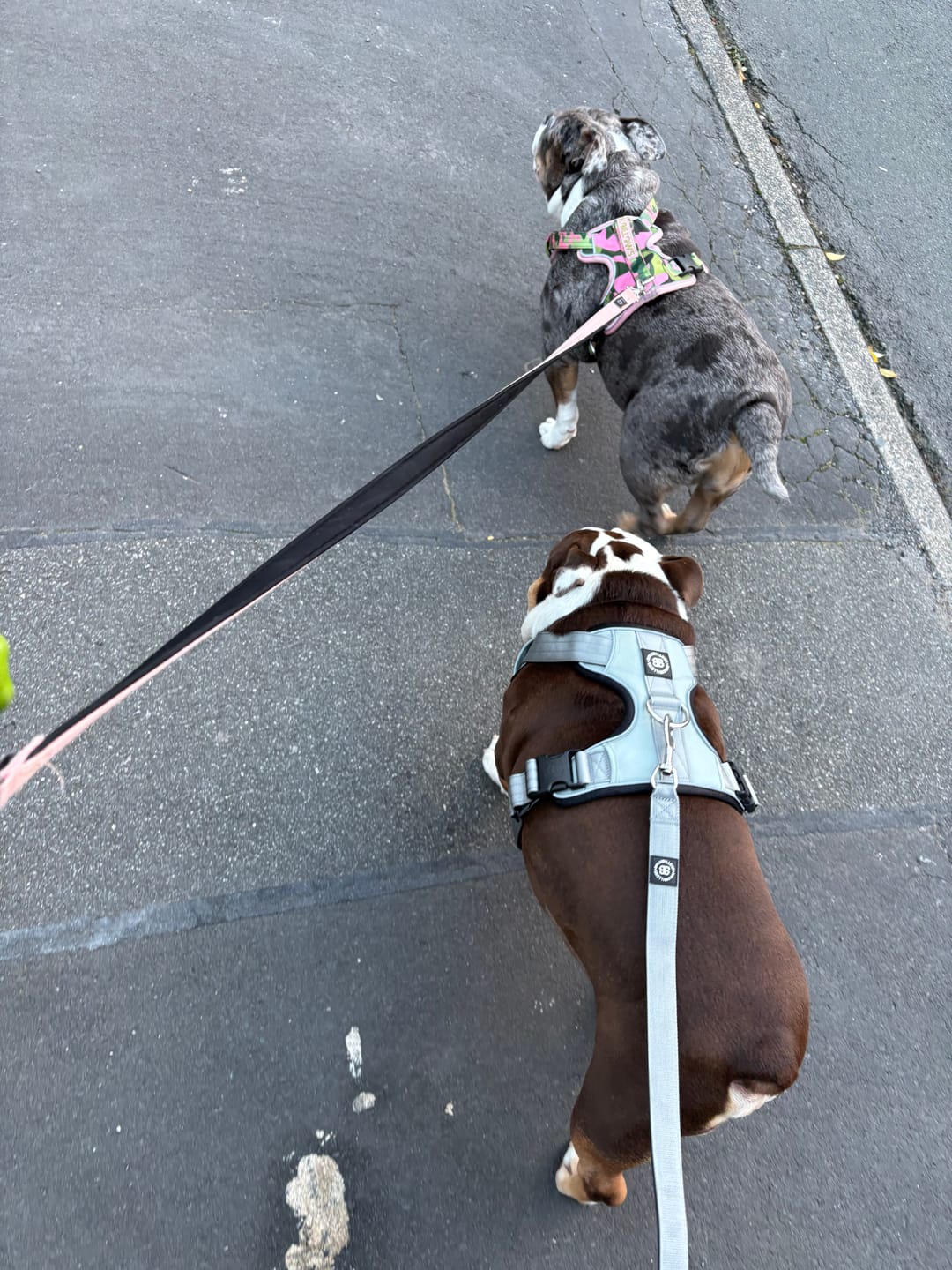 Customer photo review of Snap Hook Clasp Lead - Metal Grey
