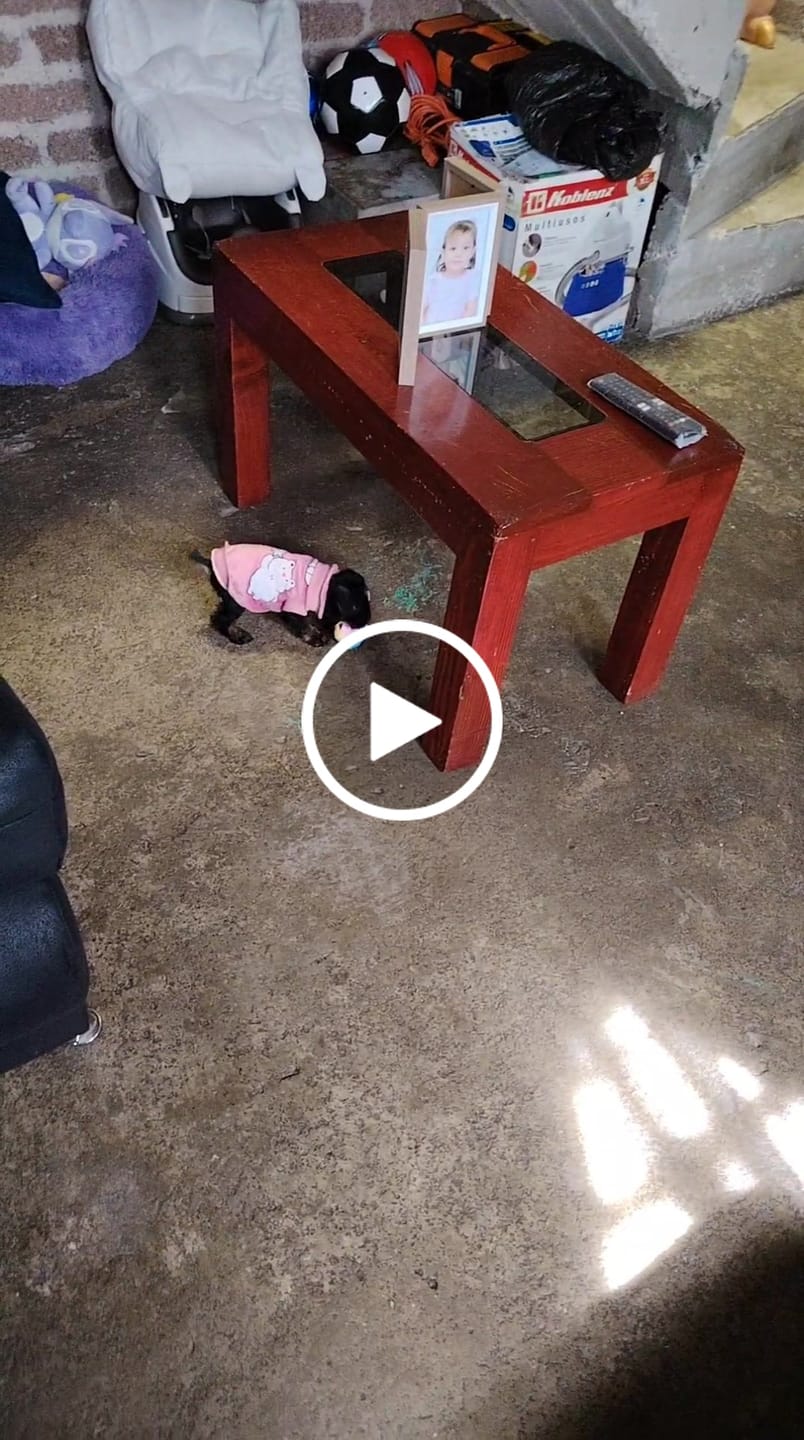 Customer video review of CT1125 1 Pieza De Juguete Para Mascota