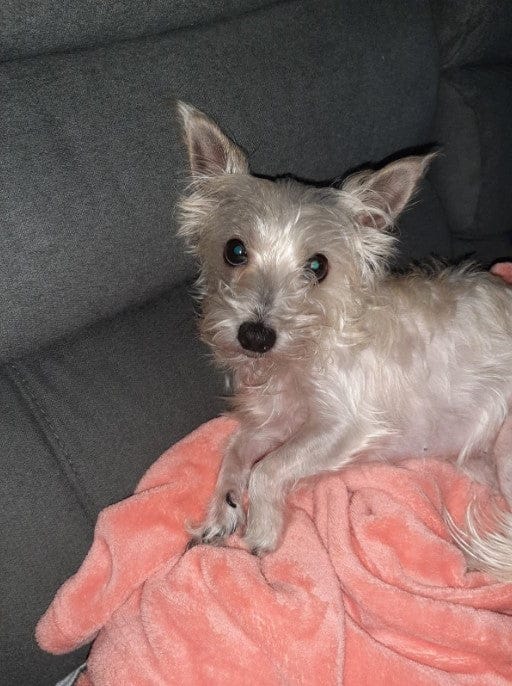Customer photo review of Aspirateur à poils de chien - Kit toilettage complet 3 en 1