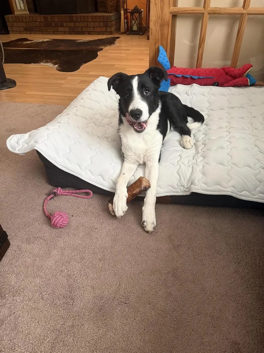 Customer photo review of Dog Cooling Mat