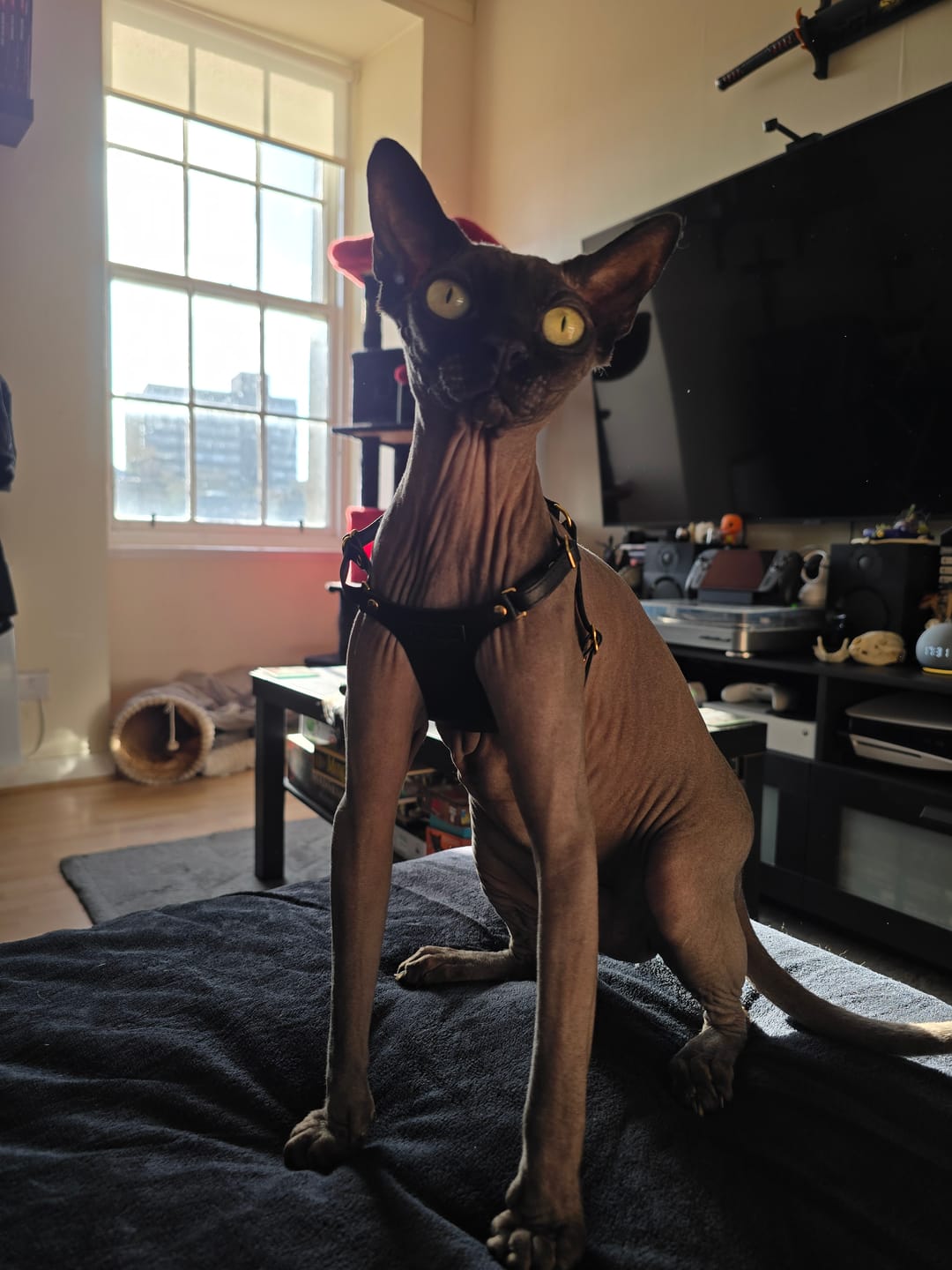Customer photo review of The Supakit Cat Harness