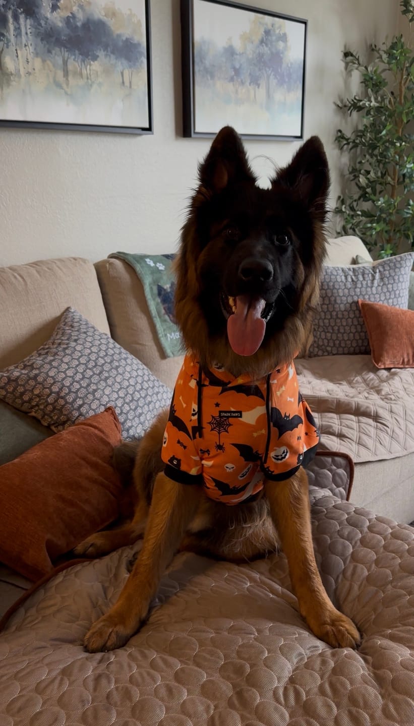 Customer photo review of Halloween Dog Hoodie - Orange