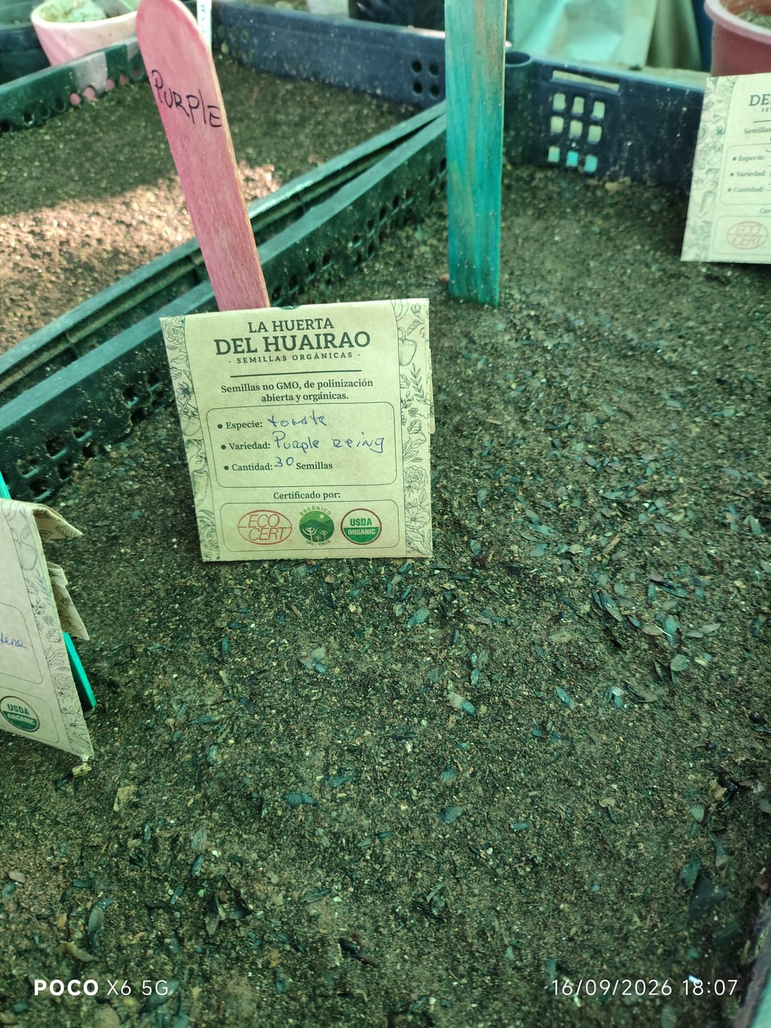 Customer photo review of Semillas Tomate Purple Reign