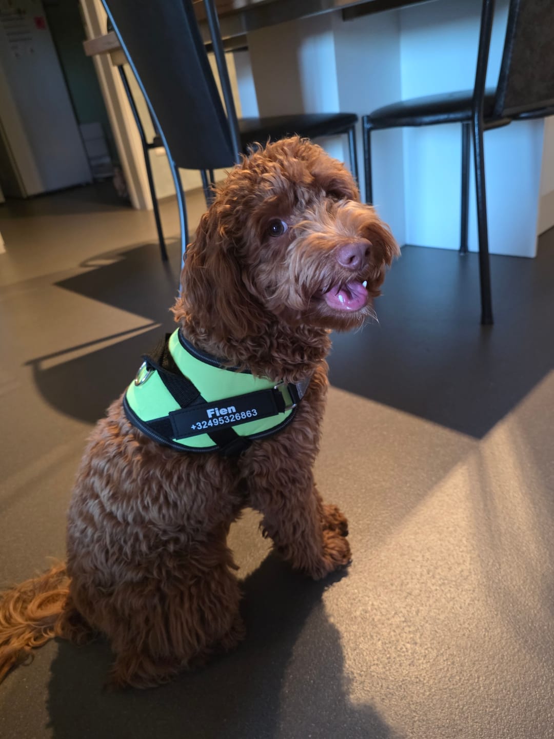 Customer photo review of PawGuard - Gepersonaliseerd Hondentuigje