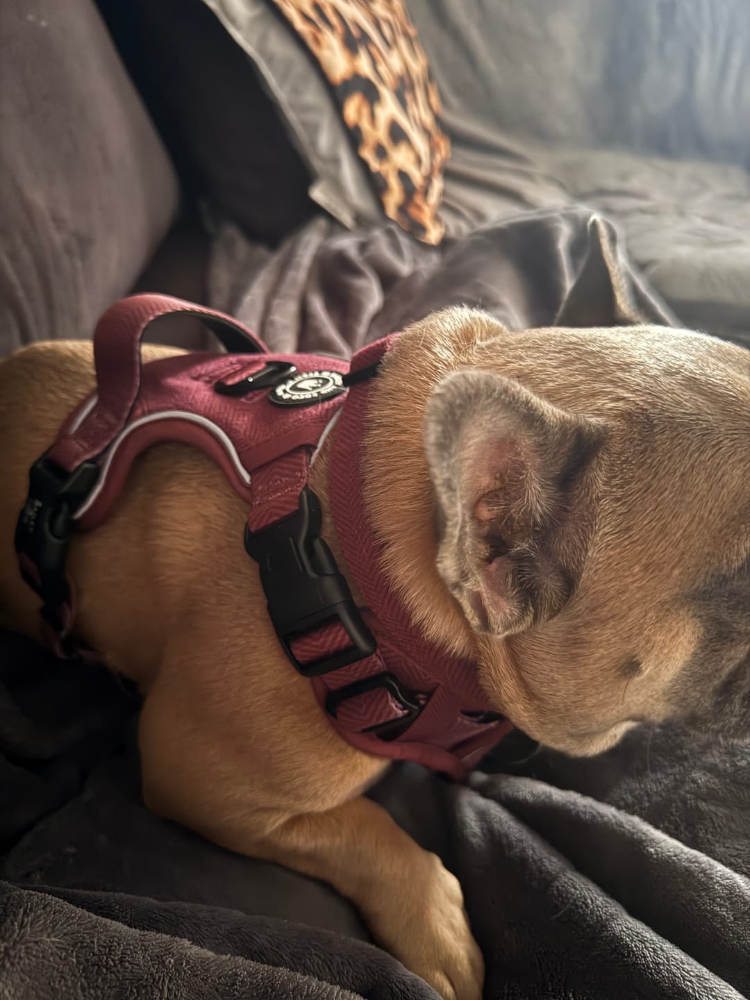 Customer photo review of Trail & Glow® Dog Harness - Mulberry Tweed