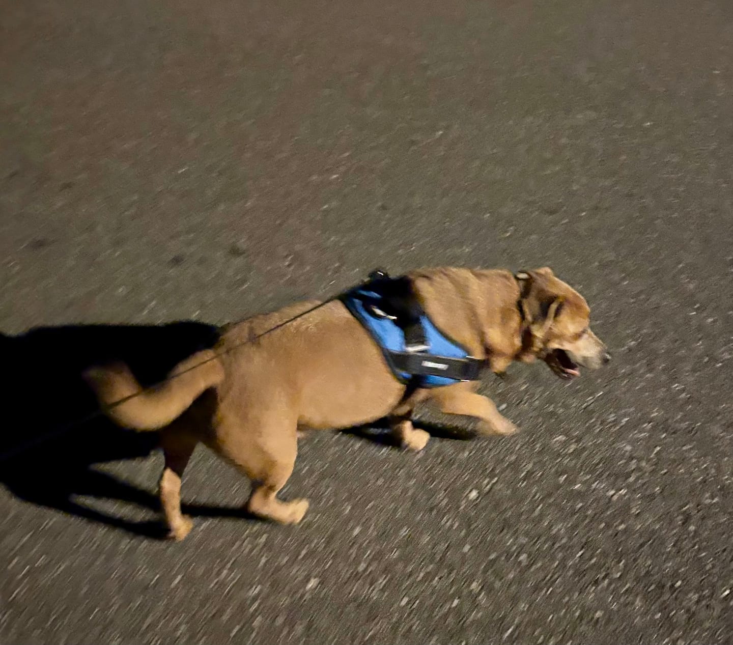 Customer photo review of Personalized Dog Harness