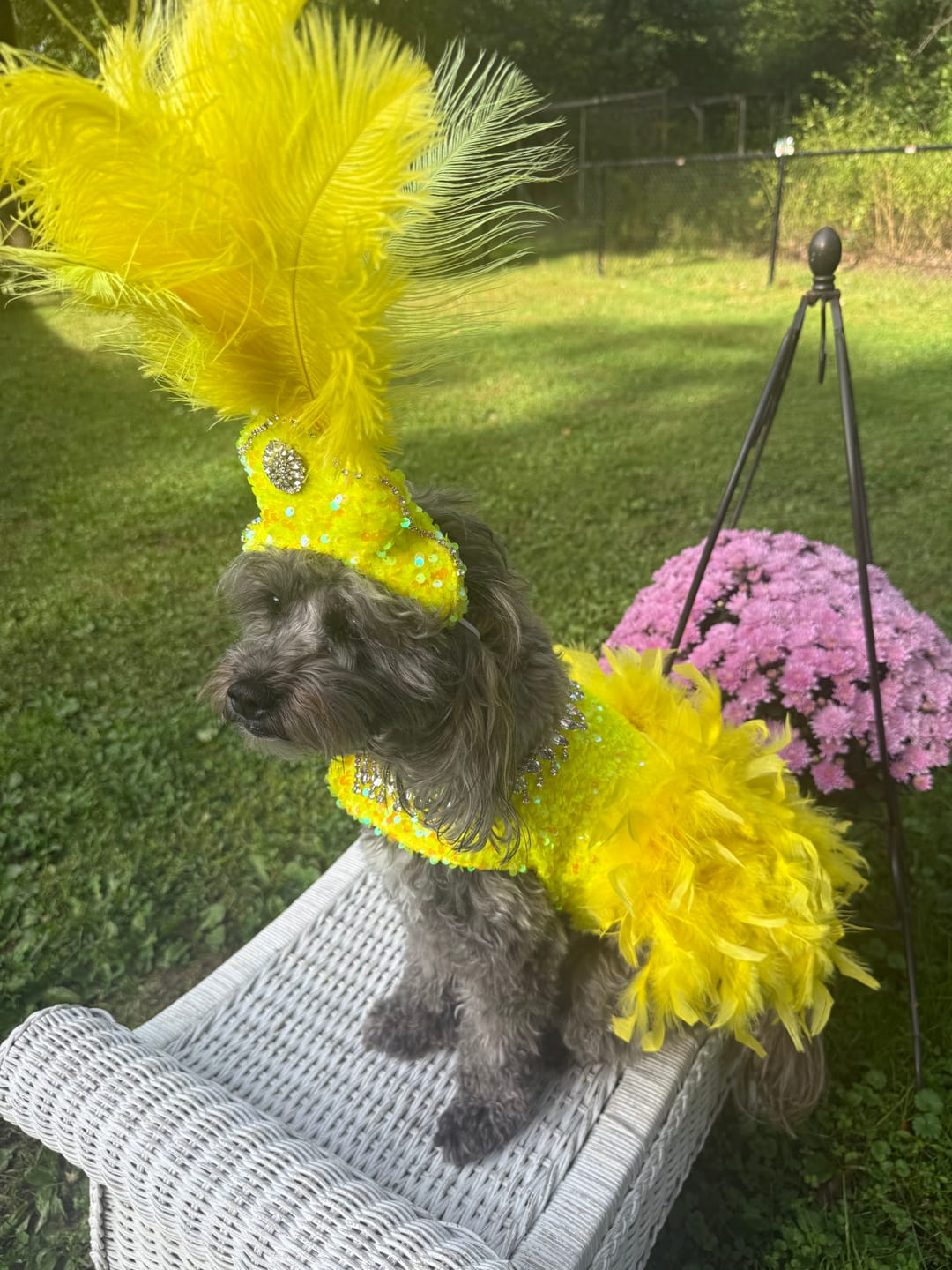 Customer photo review of Yellow Sequin on Velvet