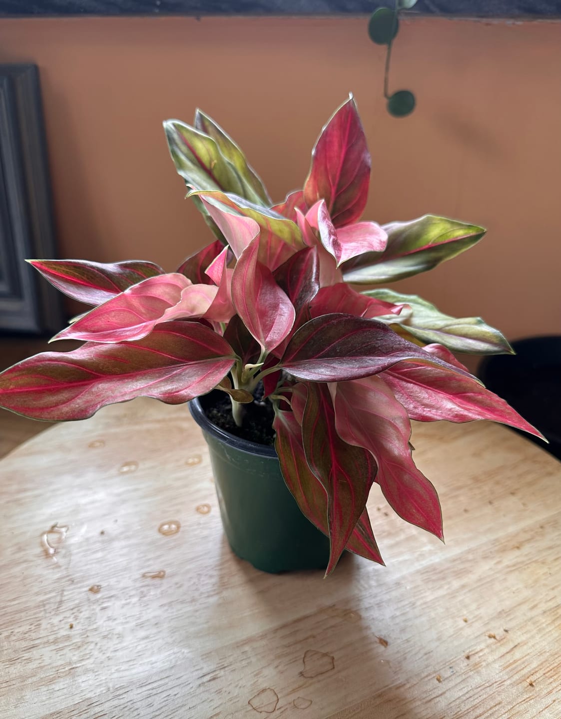 Customer photo review of Aglaonema 'Red Vein'