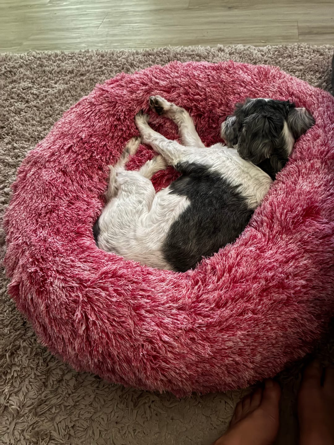 Customer photo review of Premium Calming Pet Bed with Removable Cover