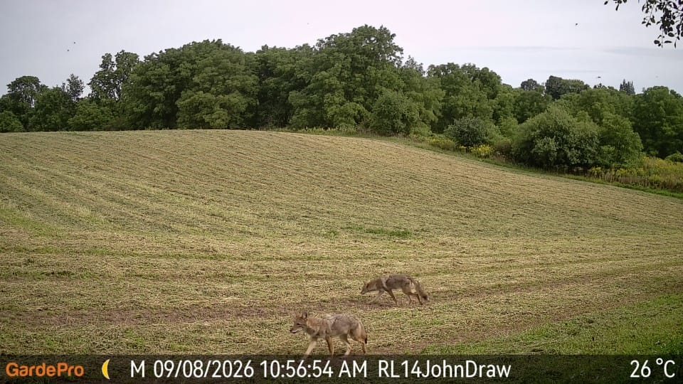 Customer photo review of GardePro X66 Pro Cellular Trail Camera