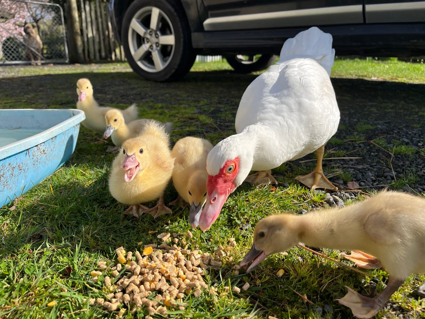Customer photo review of Agrivite Poultry Pep 1.5kg