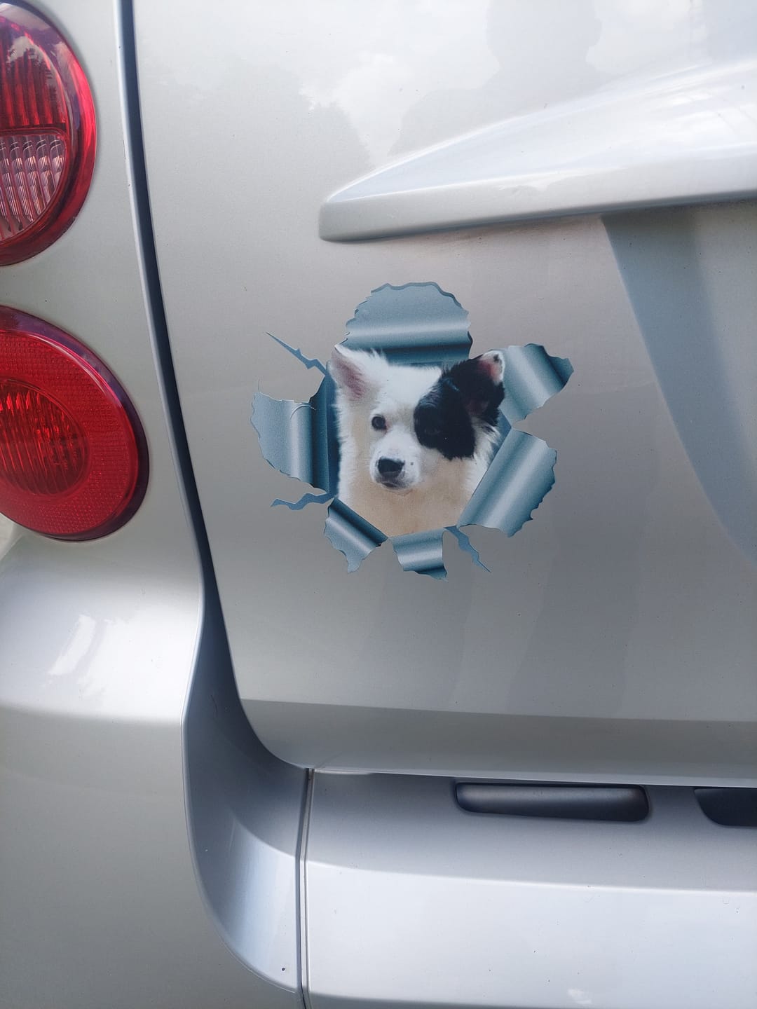 Customer photo review of Photo animal curieux - Autocollant pour voiture personnalisé