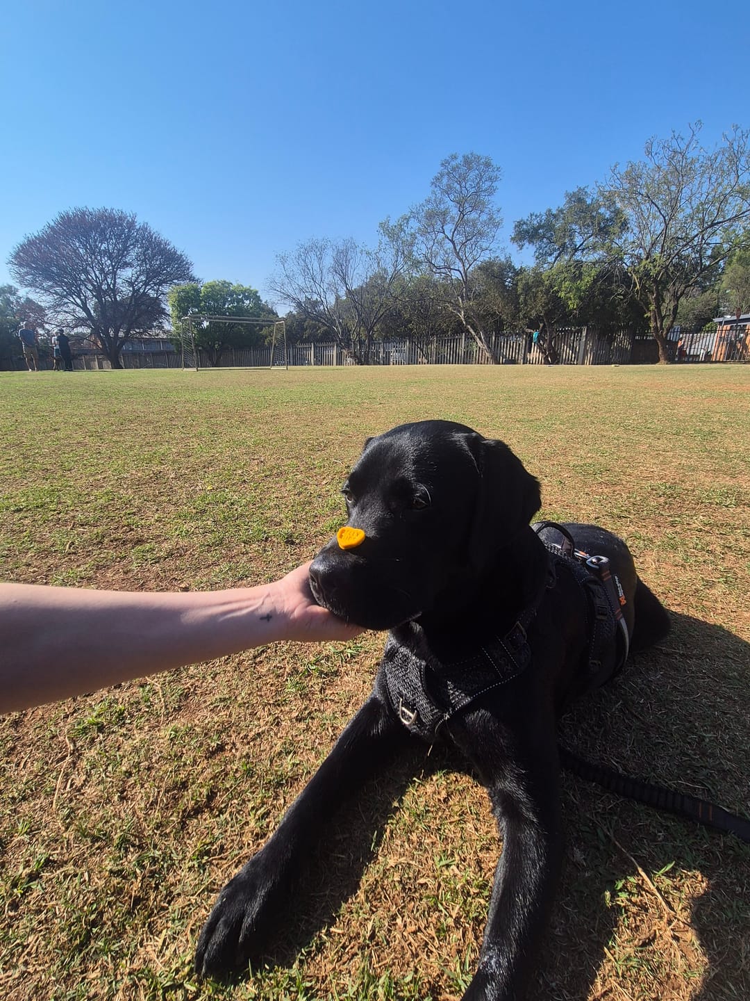 Customer photo review of The Good Dog Box