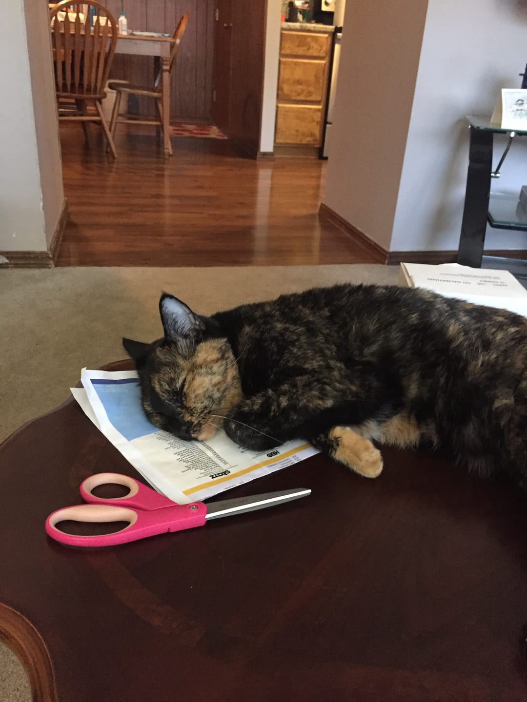 Customer photo review of GCP Flea & Tick Natural Defense for Cats - 100 Soft Chews