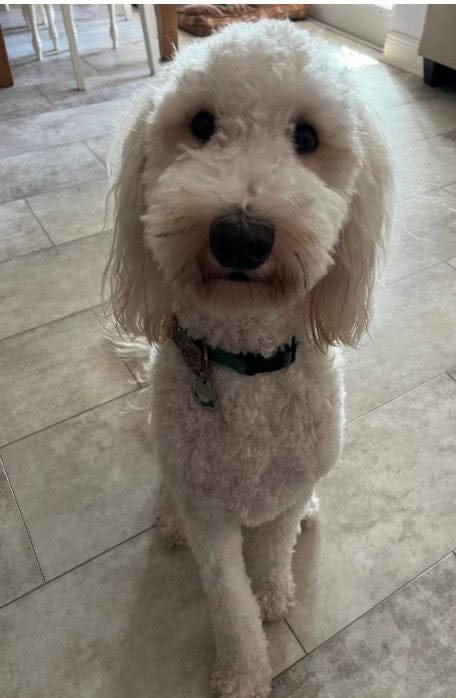 Customer photo review of Aspirateur à poils de chien - Kit toilettage complet 3 en 1