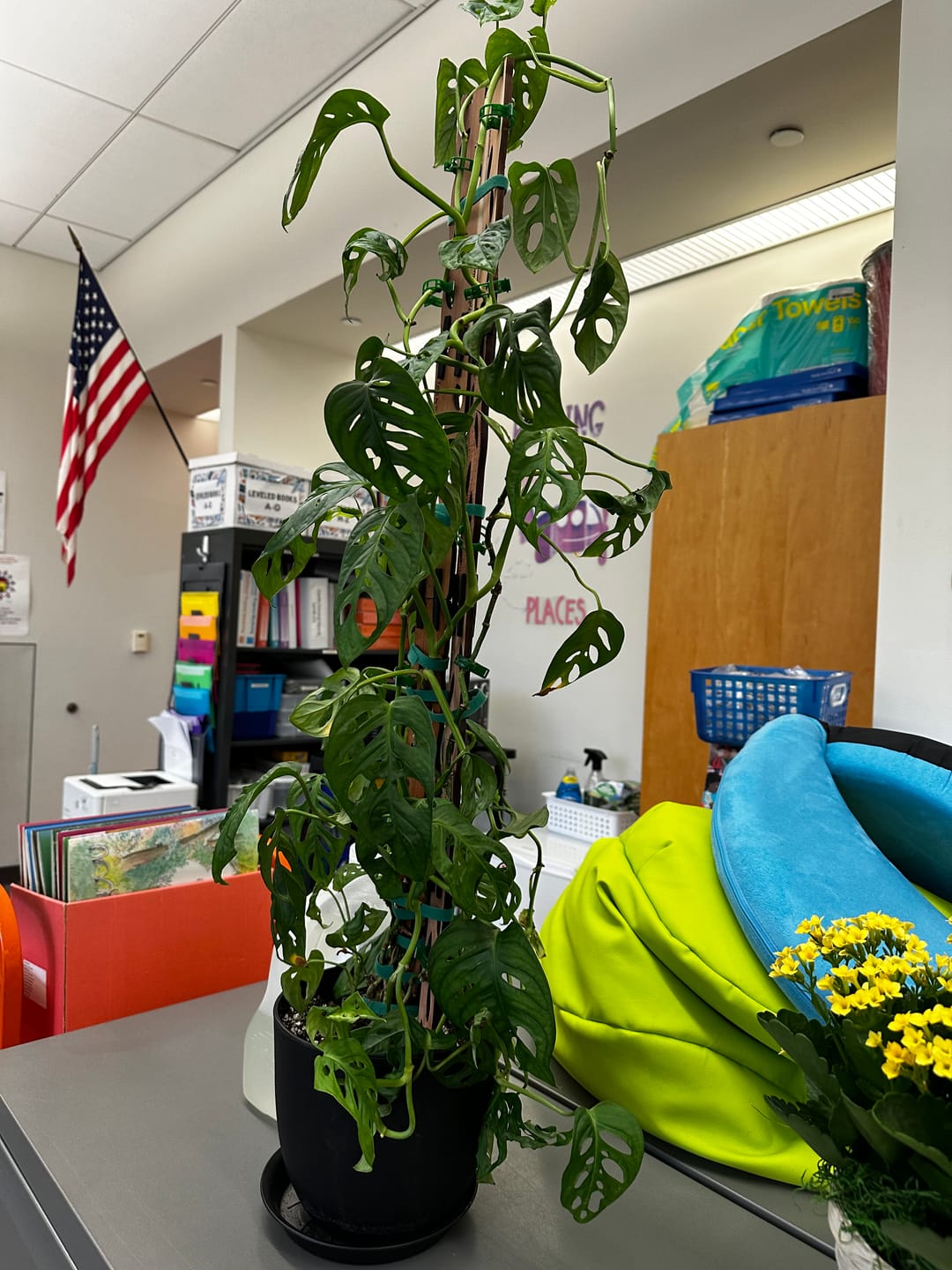 Customer photo review of Zella - Wooden Extendable Plant Support