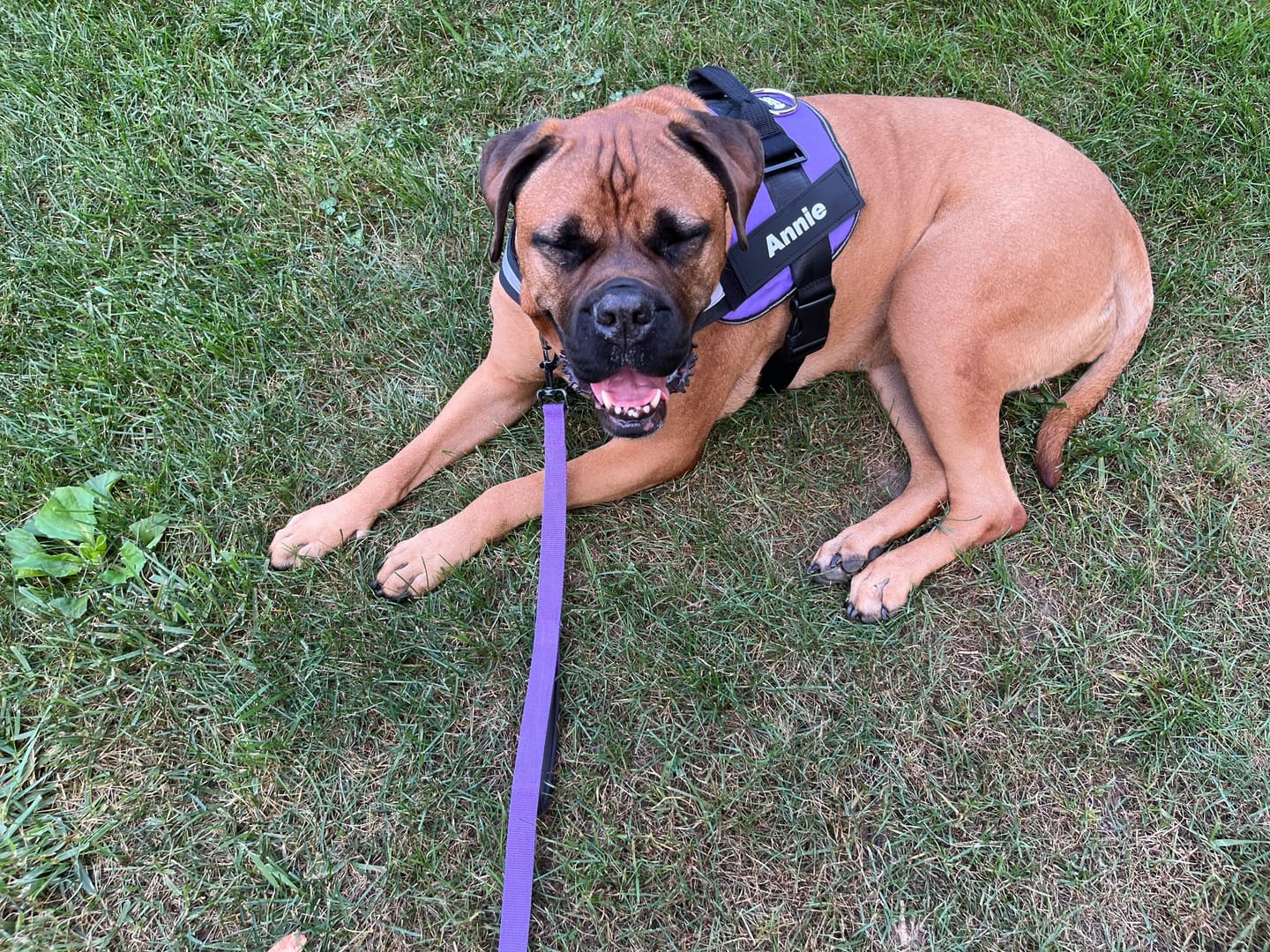 Customer photo review of Dogshood ™ No Pull Harness