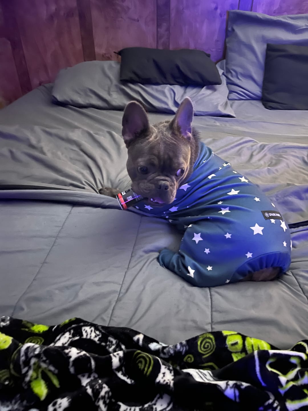Customer photo review of Dog Pajama - Stars