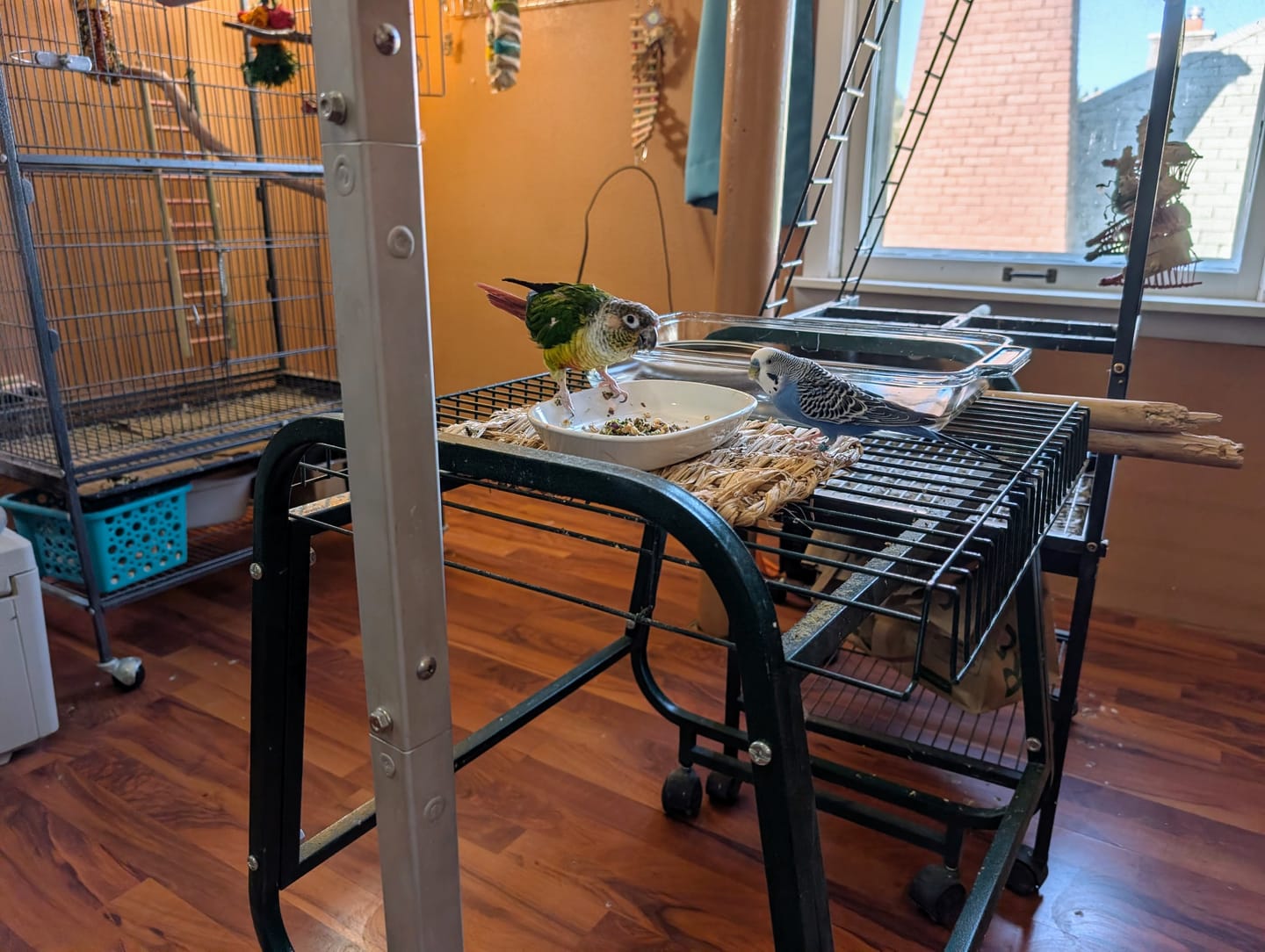 Customer photo review of Freeze Dried Bird Chop – Healthy Daily Food for Parakeets, Cockatiels & Parrots