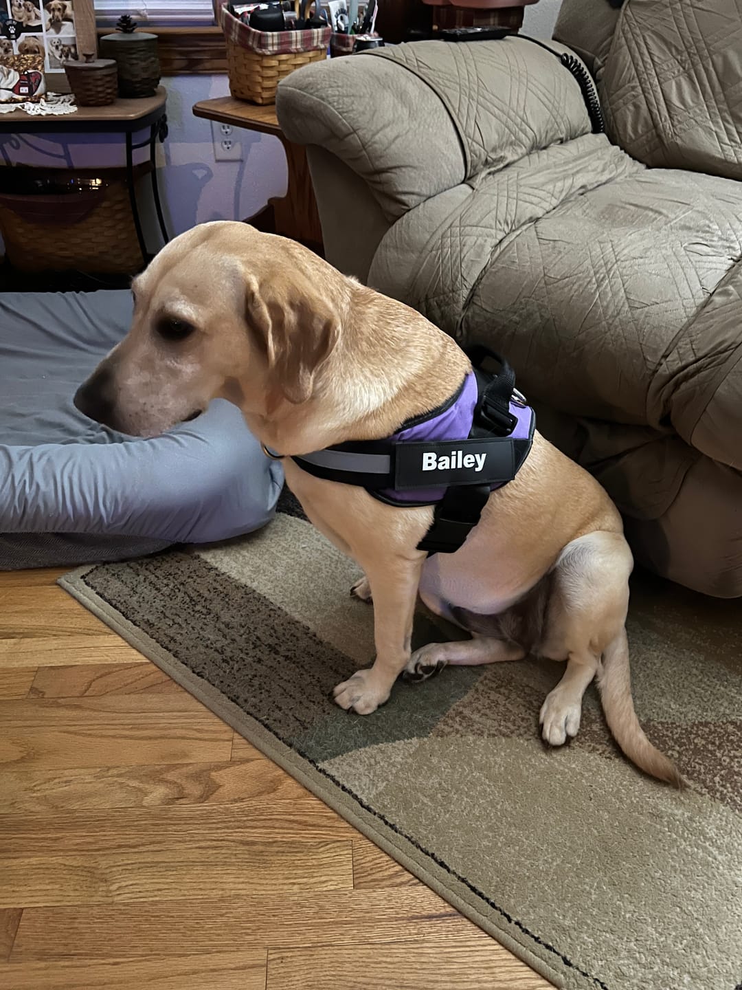 Customer photo review of Dogshood ™ Ergonomic Harness