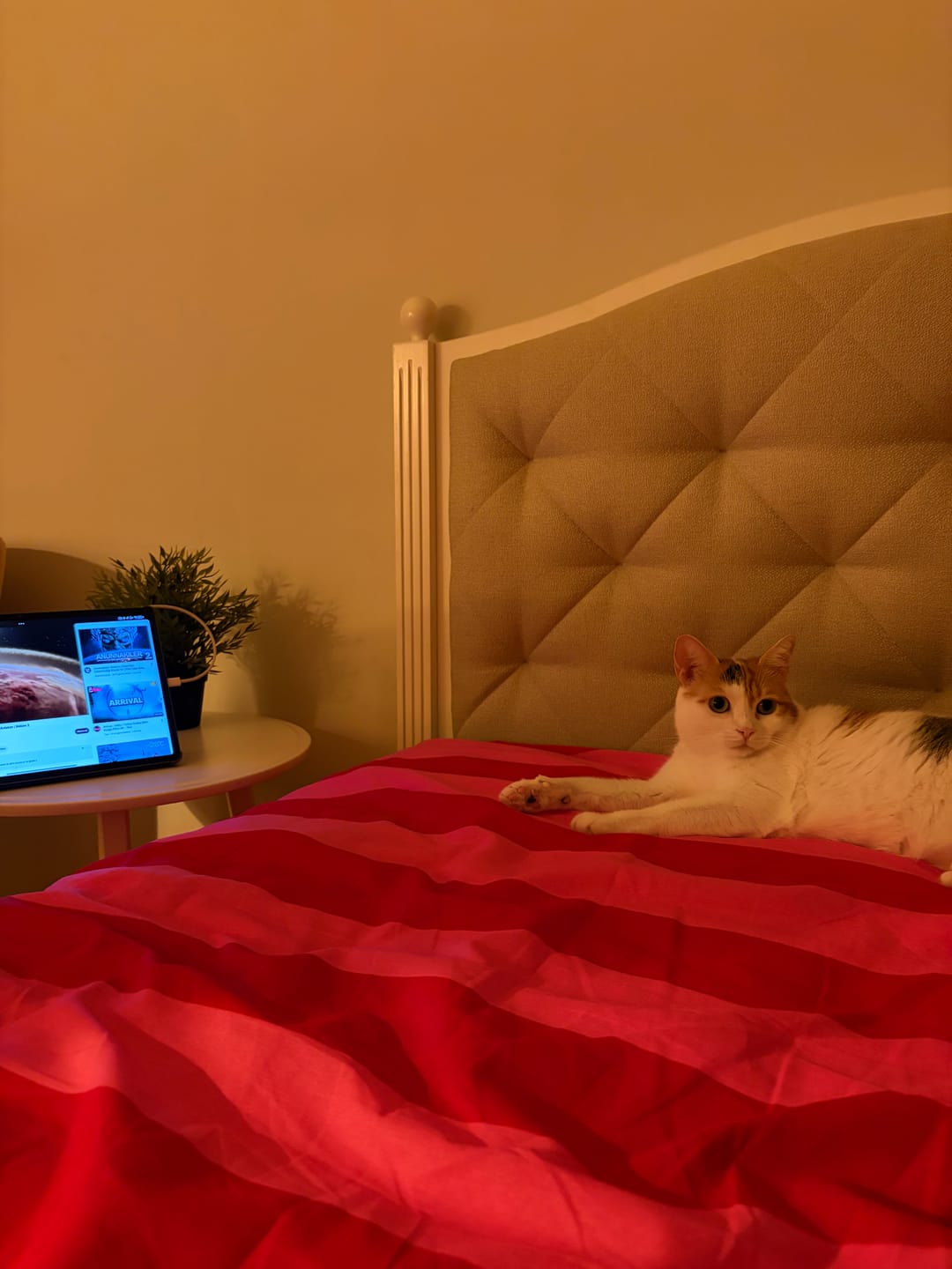 Customer photo review of Cozy Home Popping Colors Çift Kişilik Lastikli Çarşaflı Nevresim Takımı Cherie Yeşil