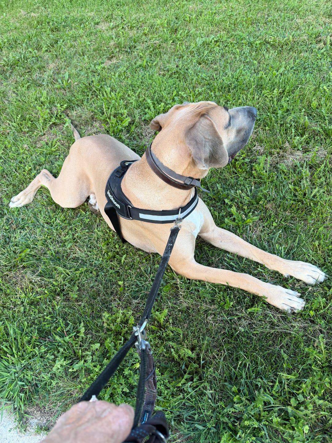 Customer photo review of Dogshood ™ No Pull Harness