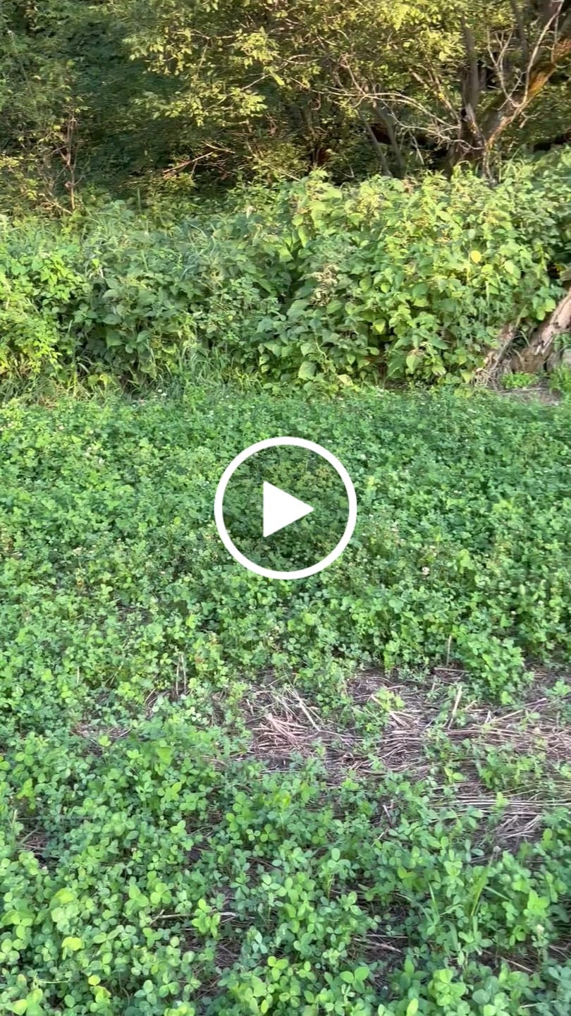Customer video review of Domain Pounder - Alfalfa Food Plot Seed