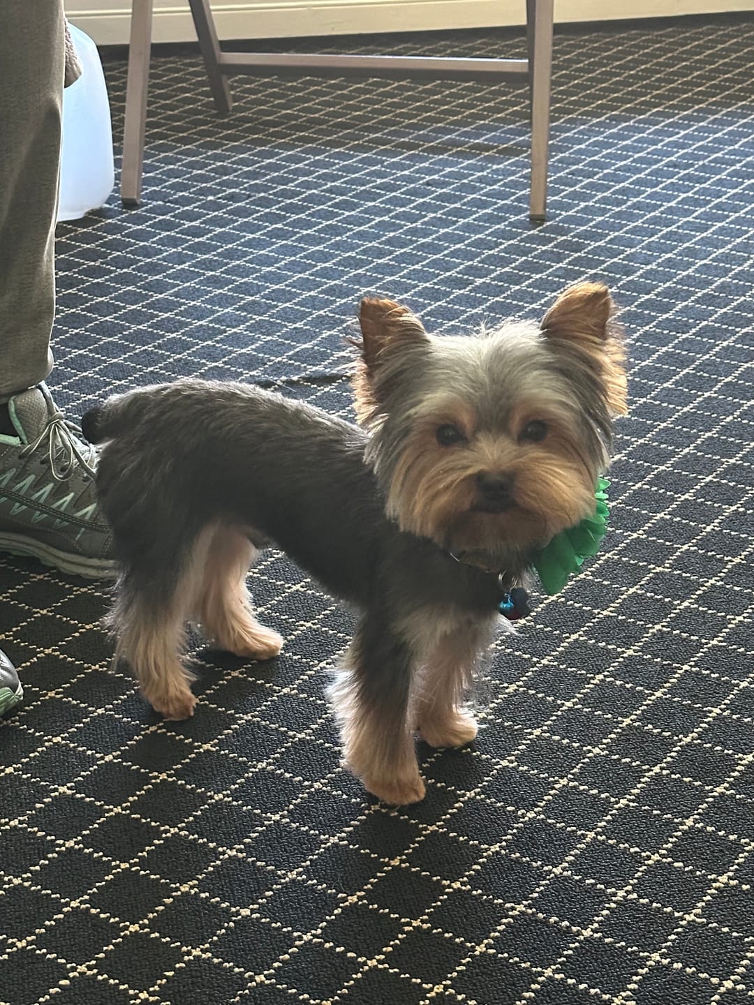 Customer photo review of Fresh Breathies Dental Health Chews