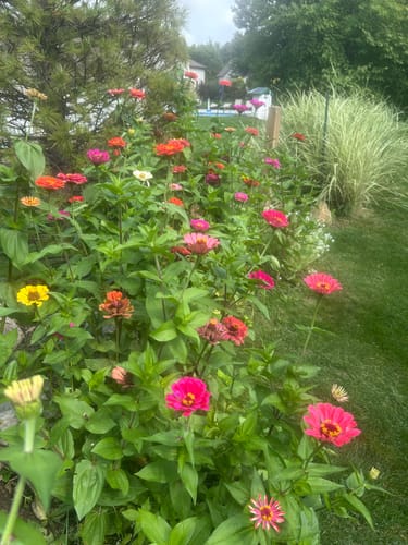 Photo from Joseph P.'s garden