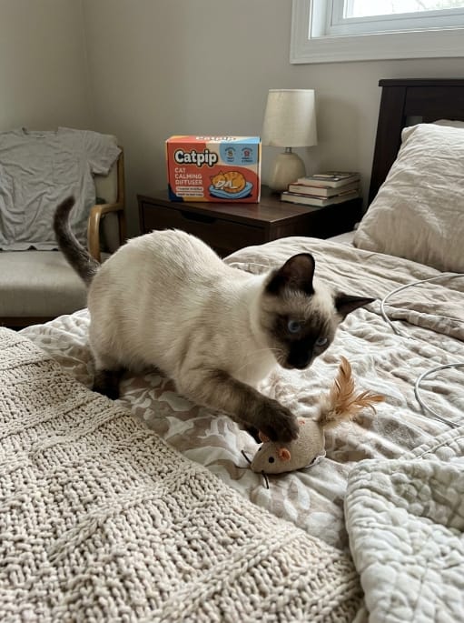 Customer photo review of Catpip Calm Room Pheromone Diffuser